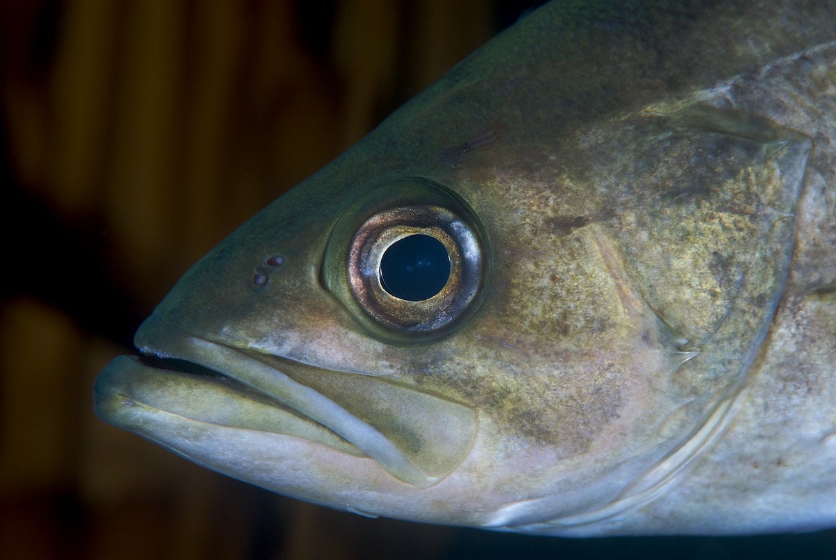 Olive Rockfish