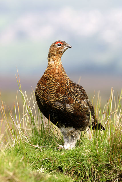 Red Grouse