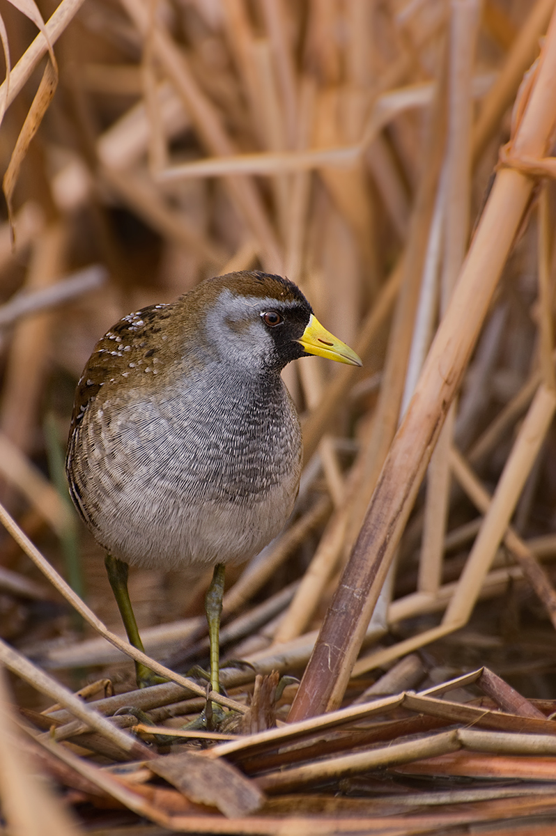 Sora
