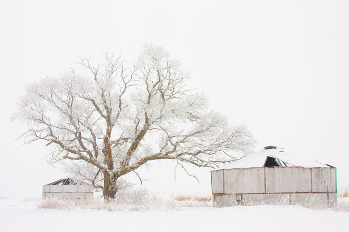Foggy Winter Morning