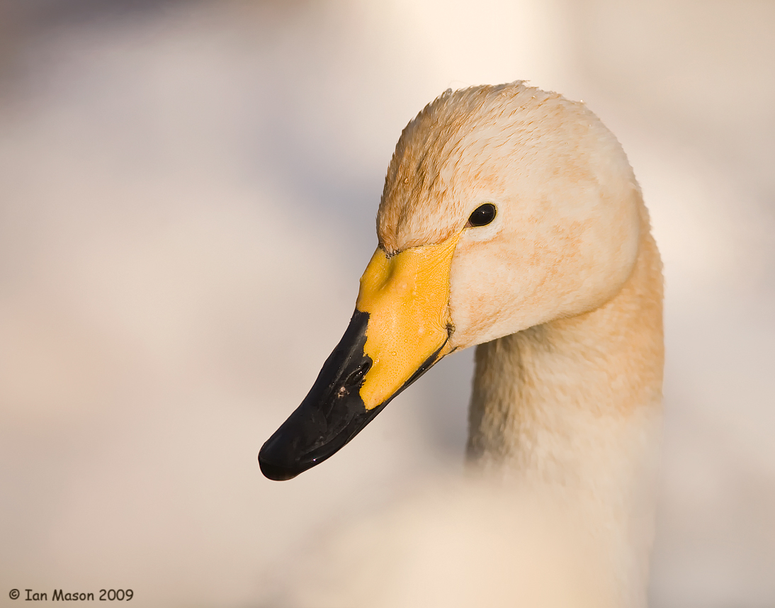 Whooper Swan Portrait