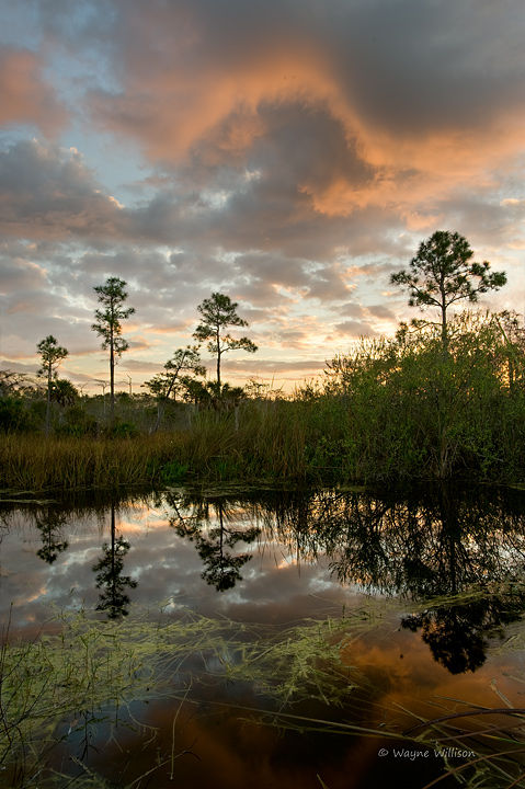 Everglades Sunrise