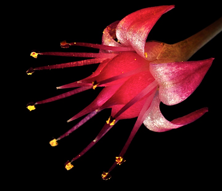 pollen stars