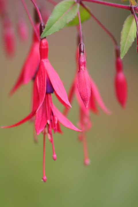Soft Fuschia