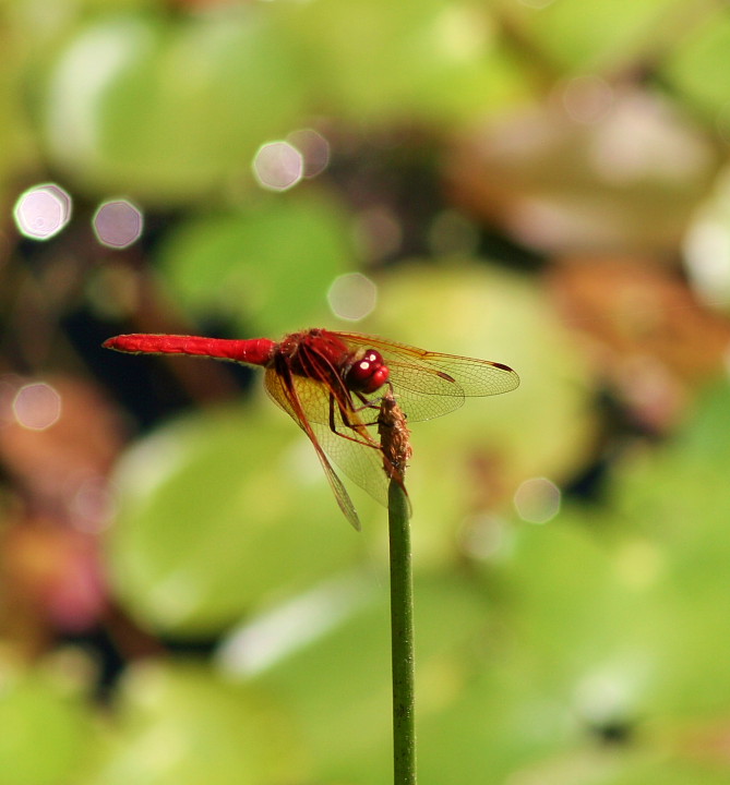 Red Dragon 