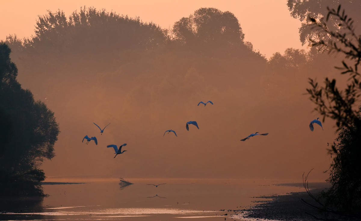 Flying great egrets