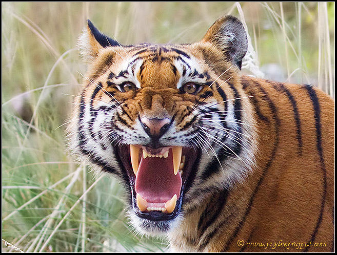 Realtime Roar