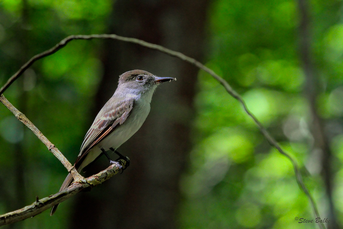 Flycatcher + Reposts