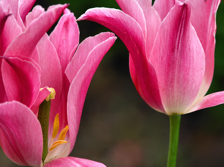 Tulips Everywhere