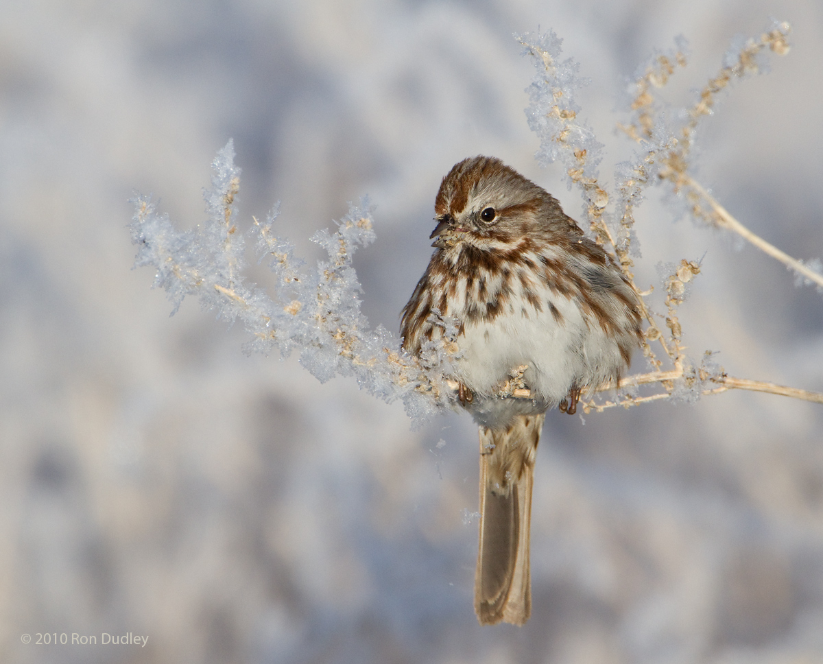 Song Sparrow