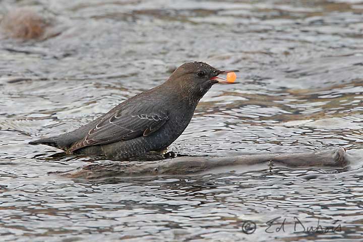 Dipper With Salmon Egg