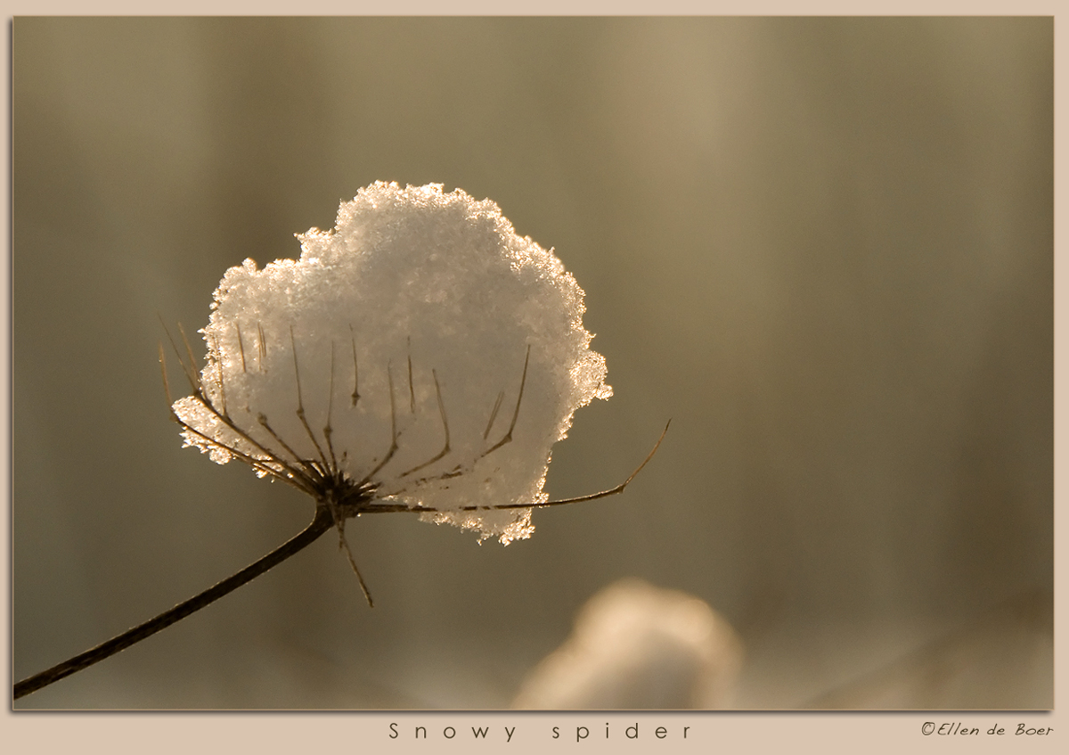 Snowy spider...?