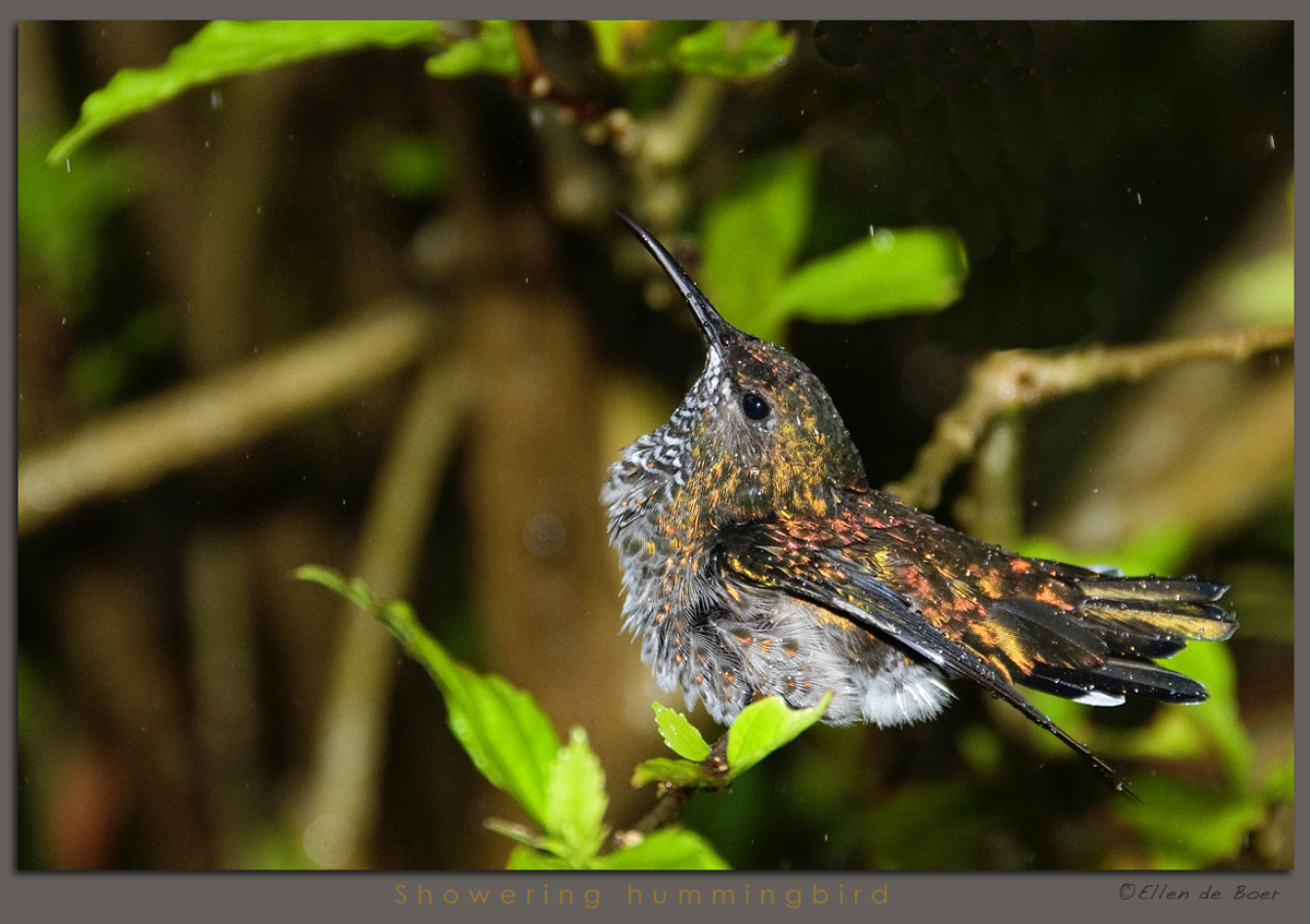 Showering Hummingbird