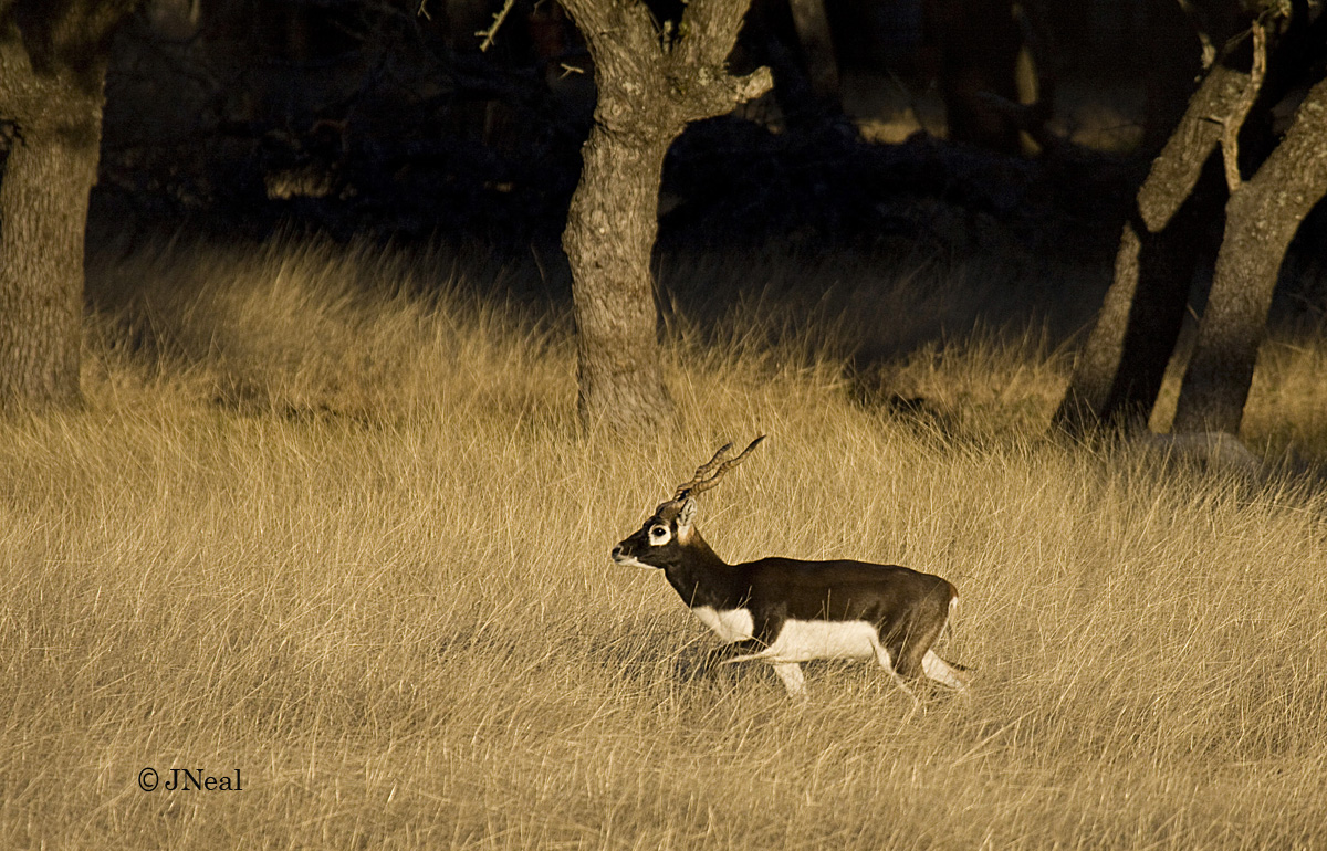 Evening Antelope
