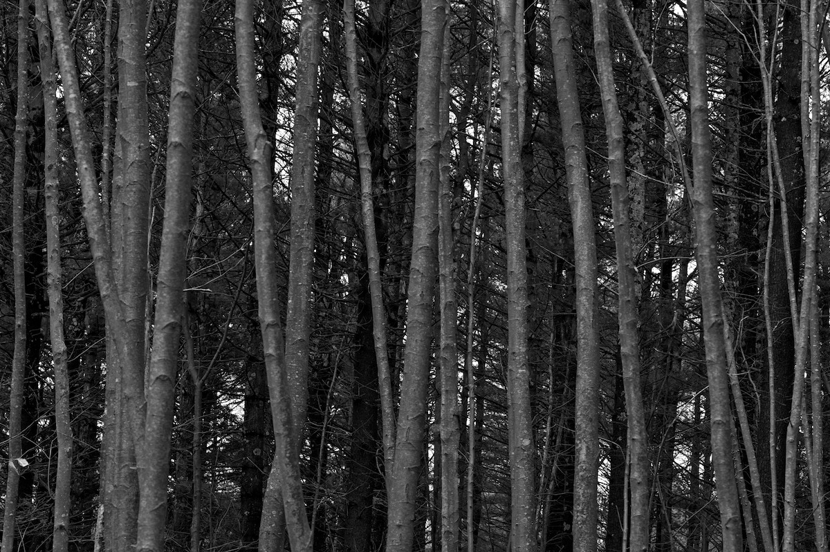 Beech, hemlock, pine