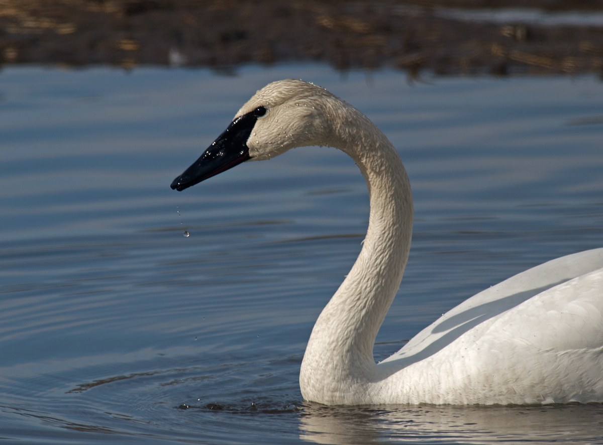Trumpeter Swan