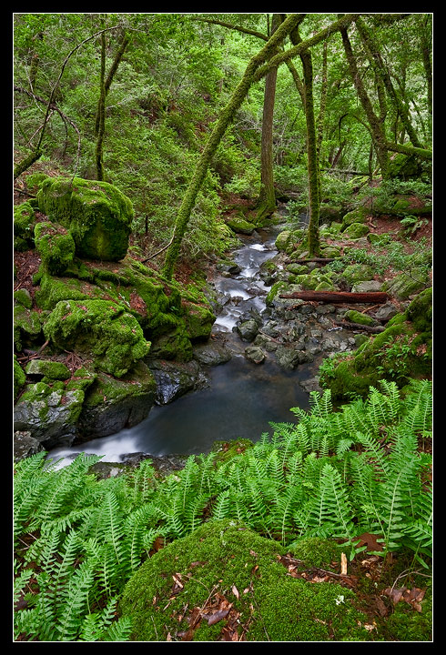 Verdant