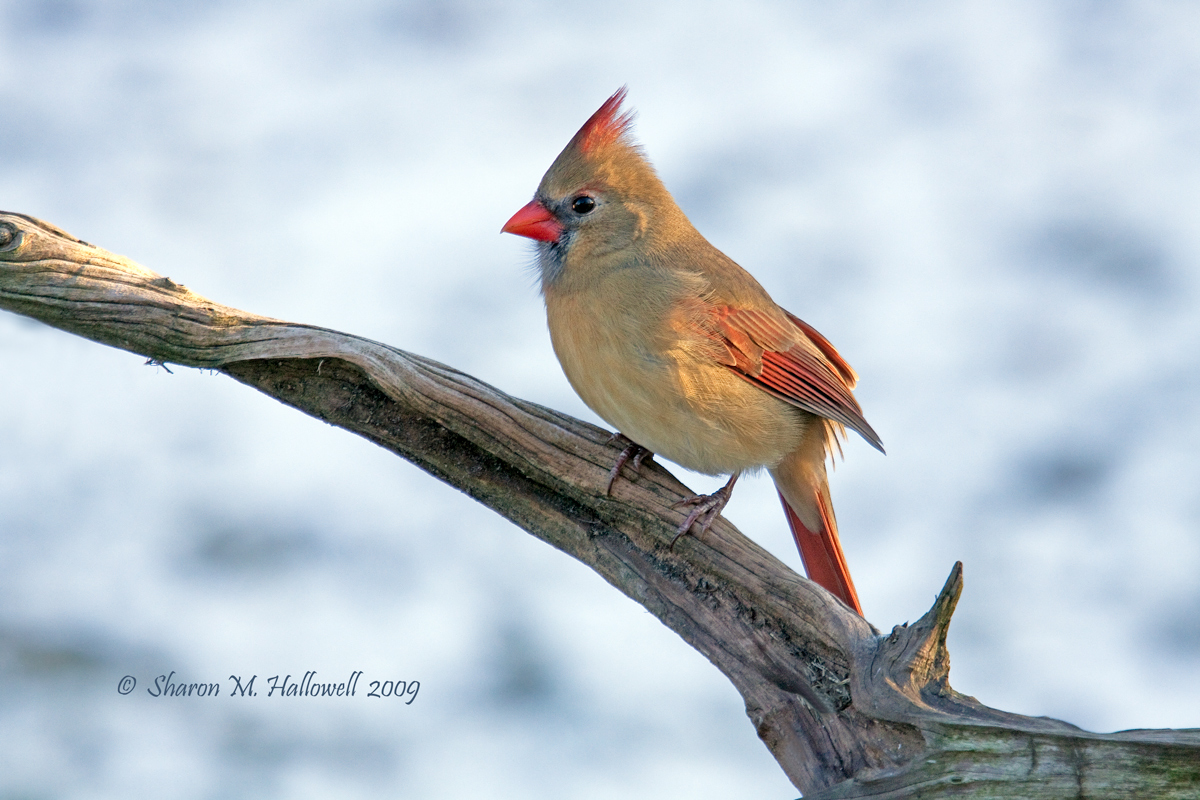 Cardinal