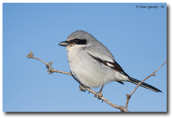 Loggerhead Shrike