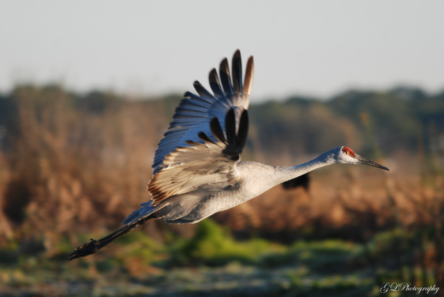 Sandhill Take Off