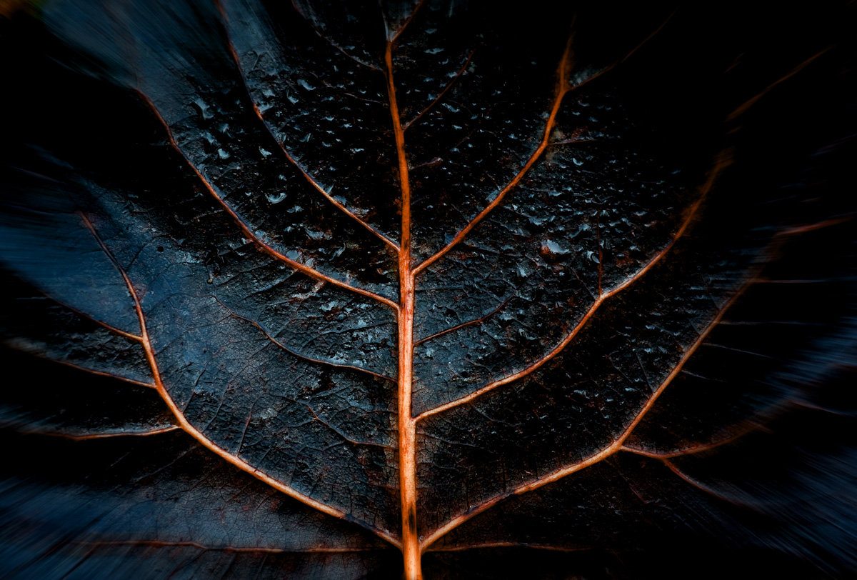 Essence of a tree