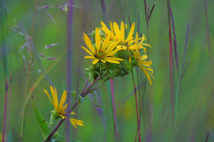 Prairie Grass