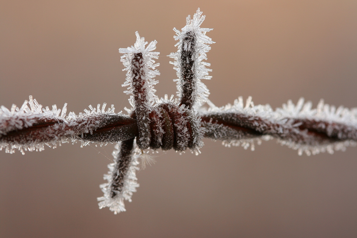 Early Morning Frost.