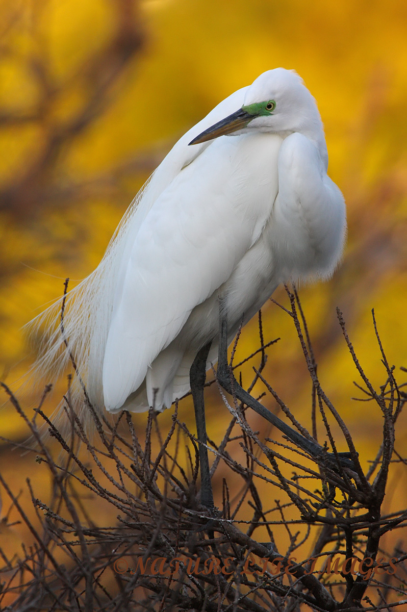 Springtime Hurry Up