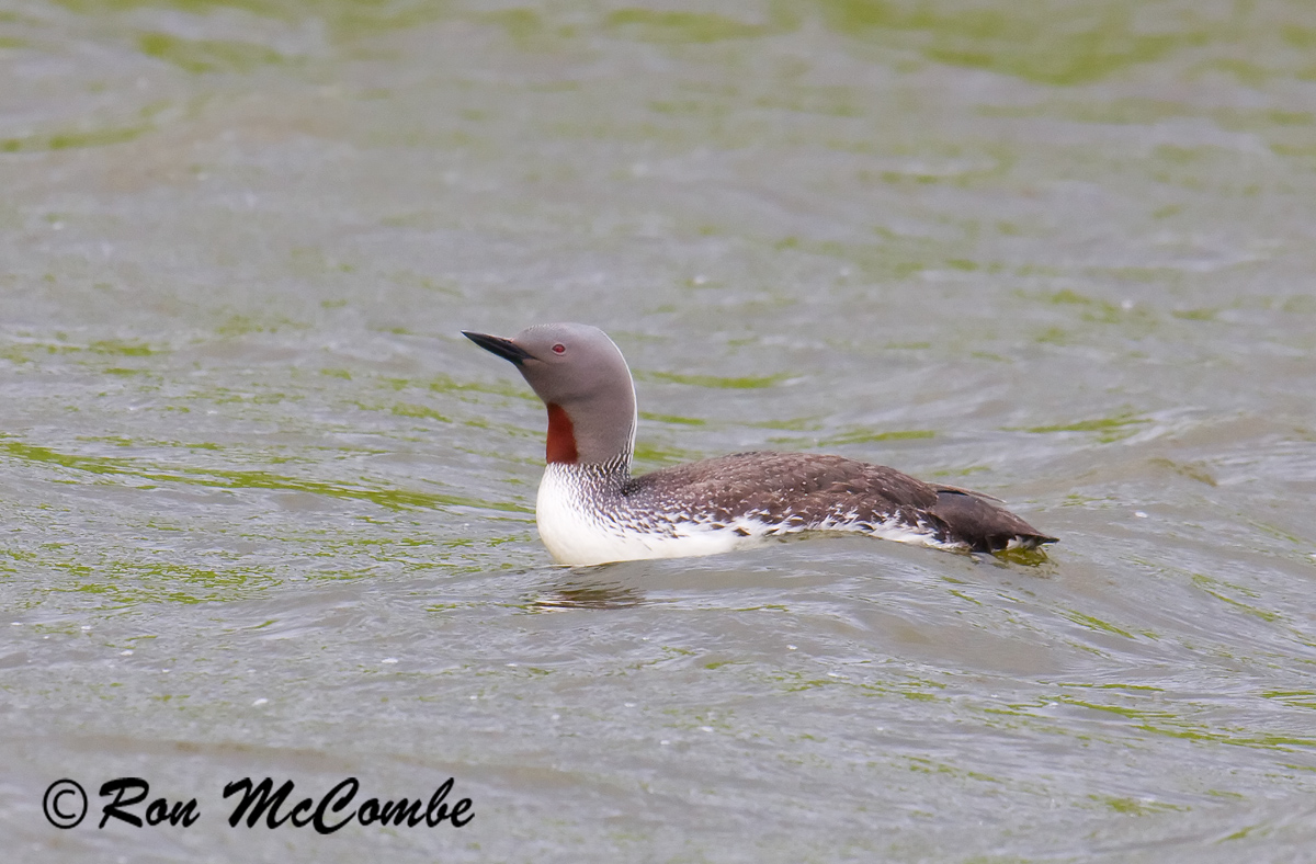 Red Throated Diver