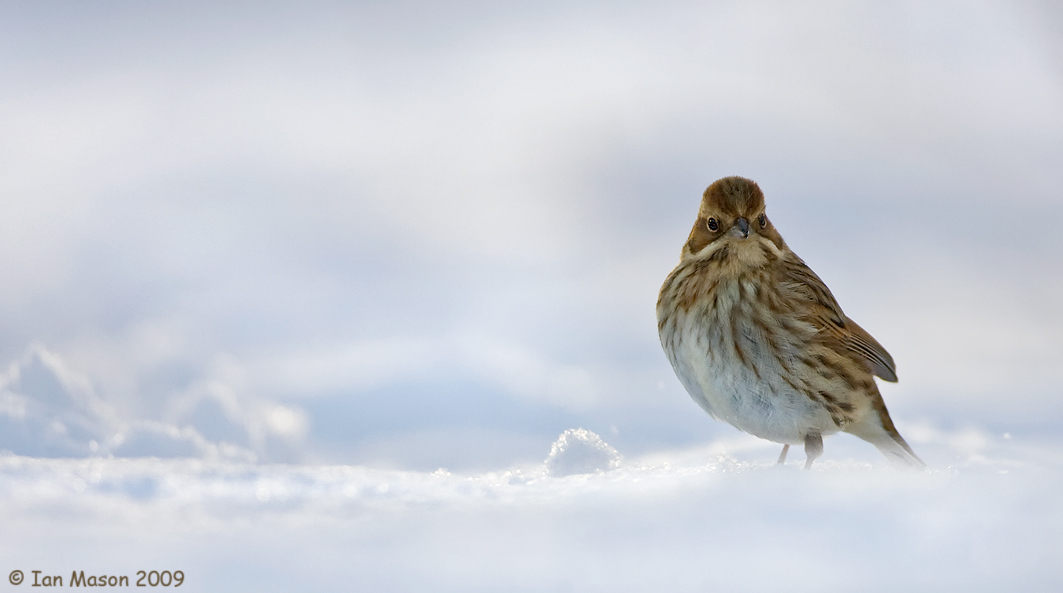 Female Reed Bunting