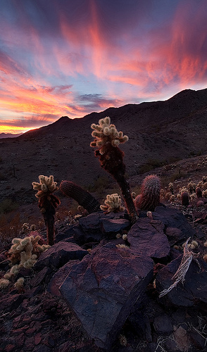 Chollas last light