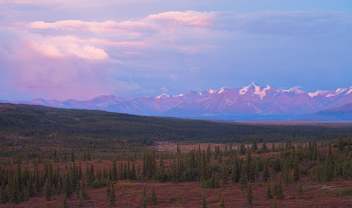 Taiga at dusk