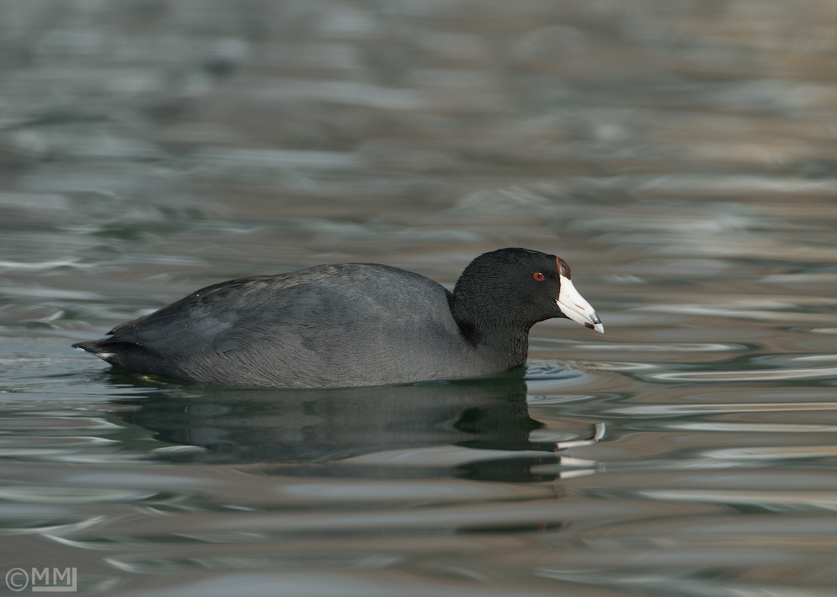 American Coot 