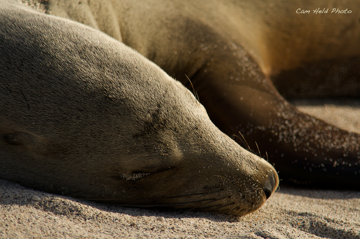 Siesta