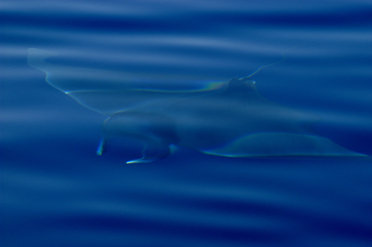 just below the surface