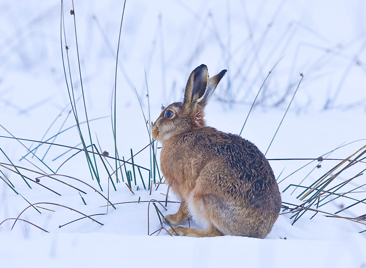 Brown Hare