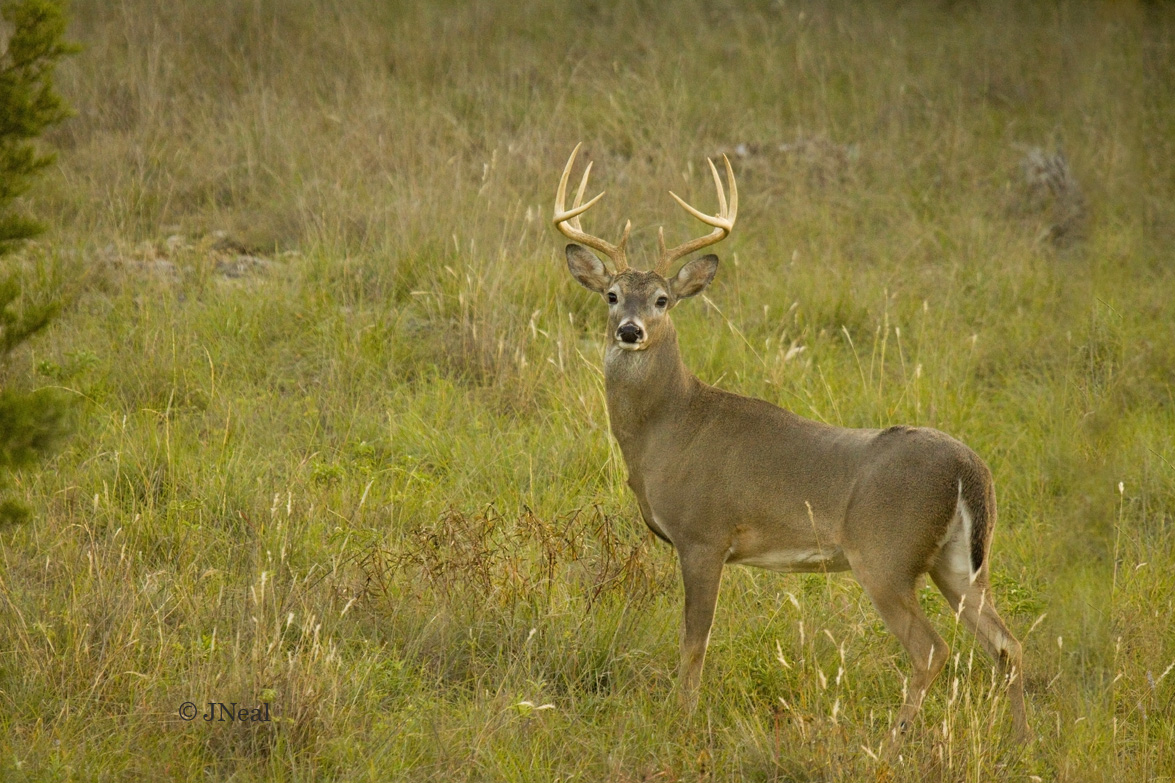Hillside Buck
