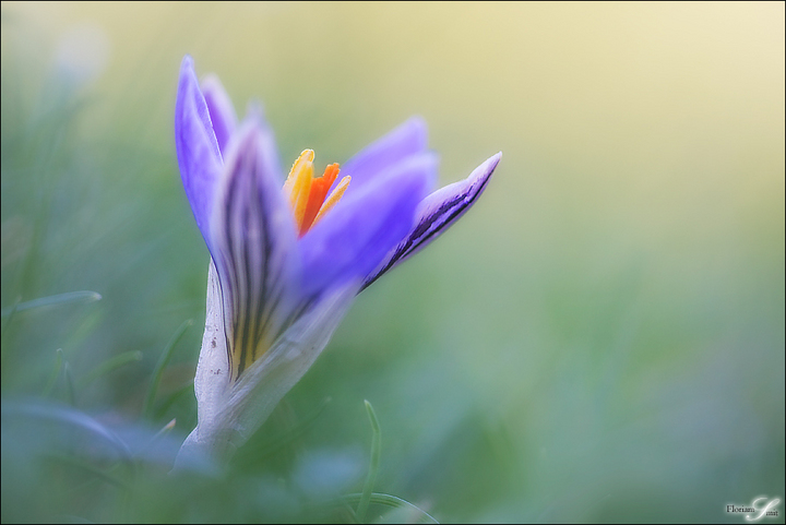 - soft crocus -