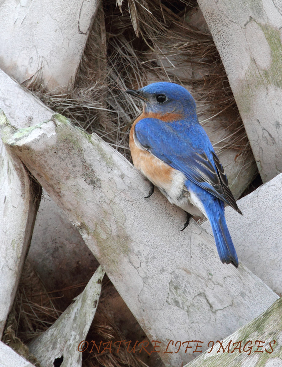 Eastern Bluebird