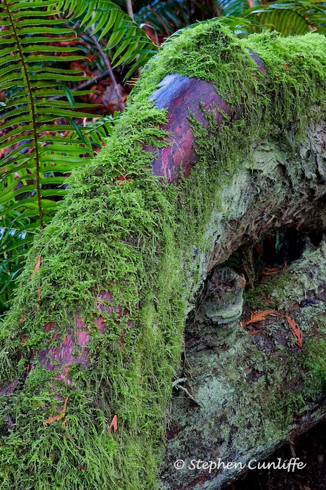 Forest Roots