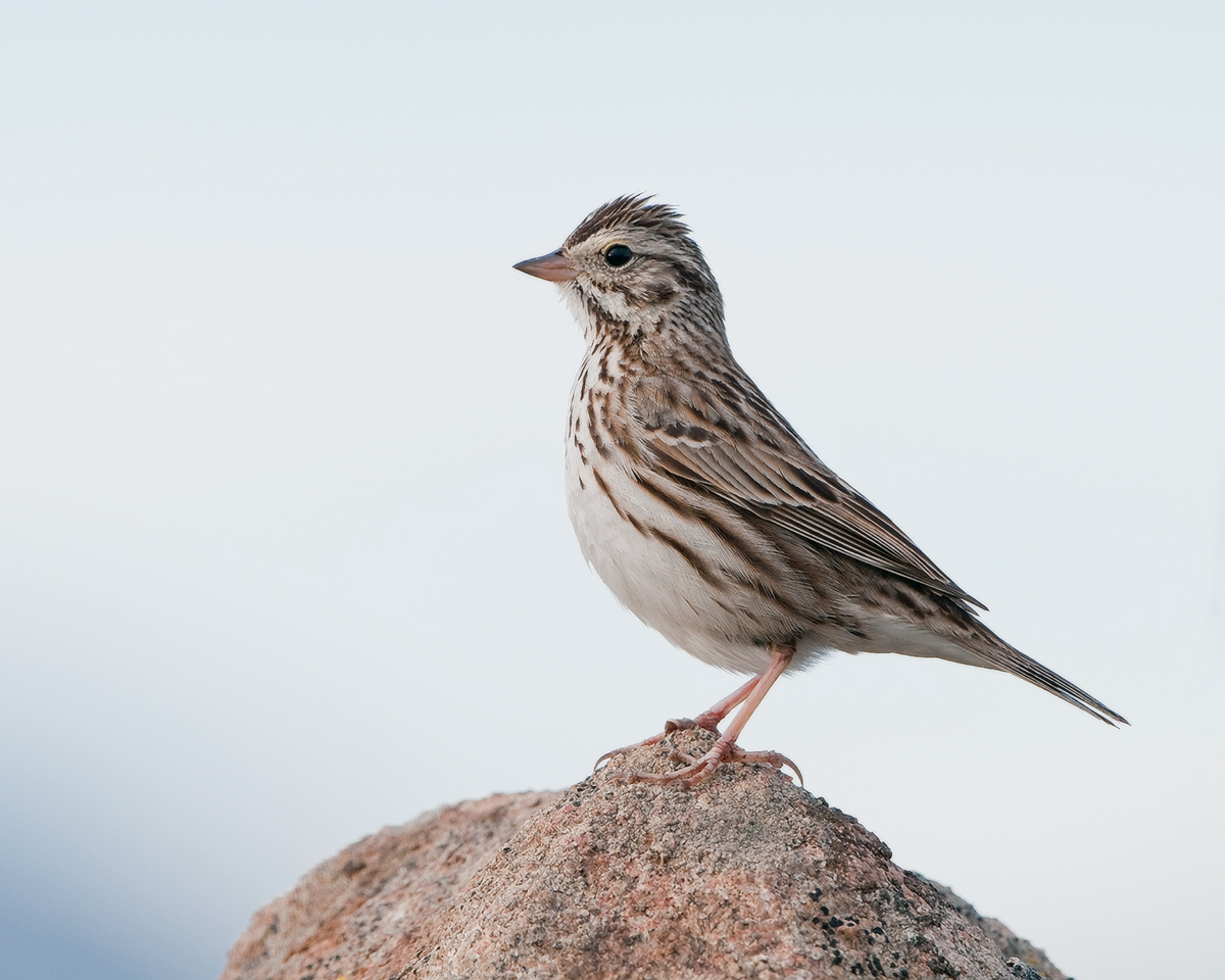 Vesper Sparrow