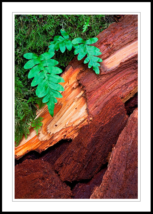 Fern and Redwood + repost