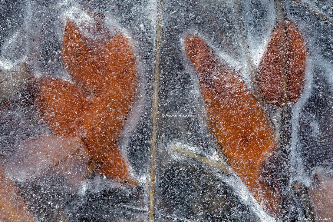 Conserving Fall Beauty