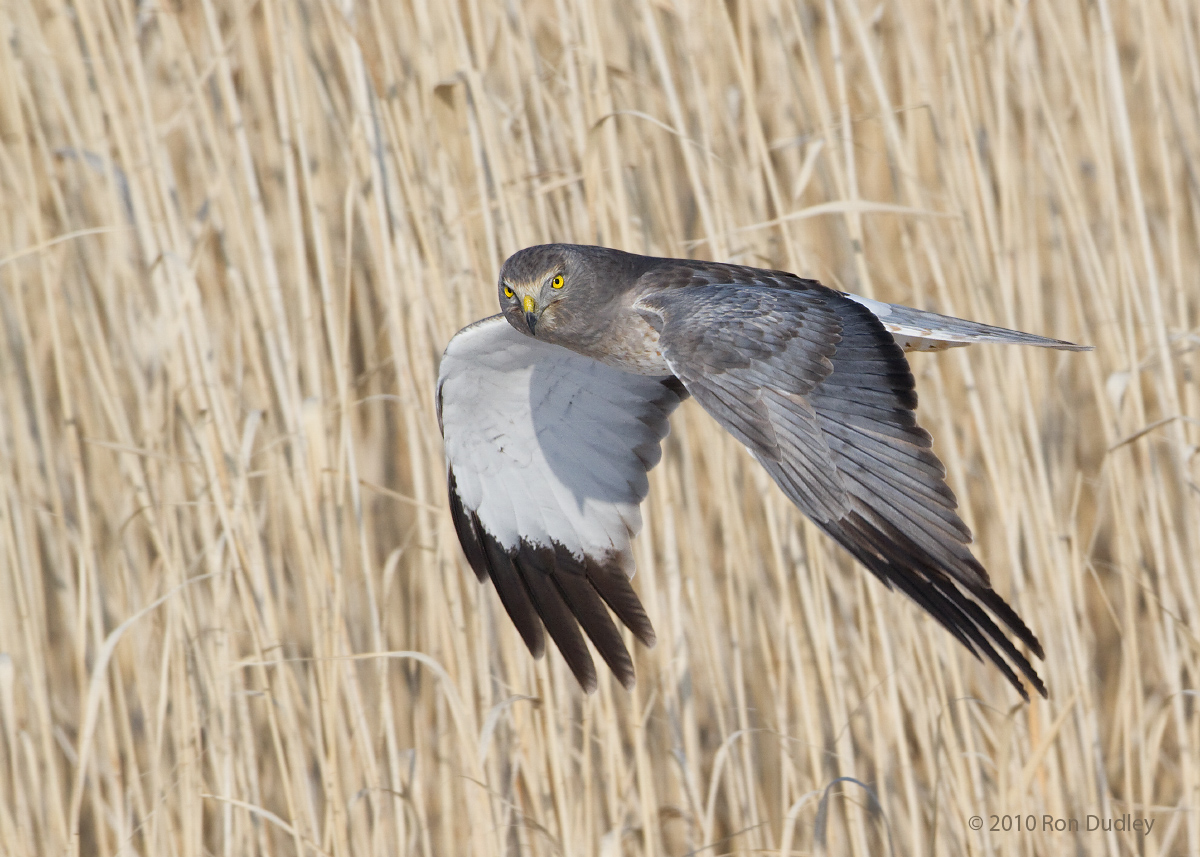 Northern Harrier - male