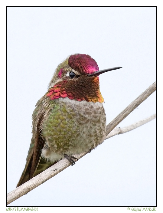 Anna's Hummingbird