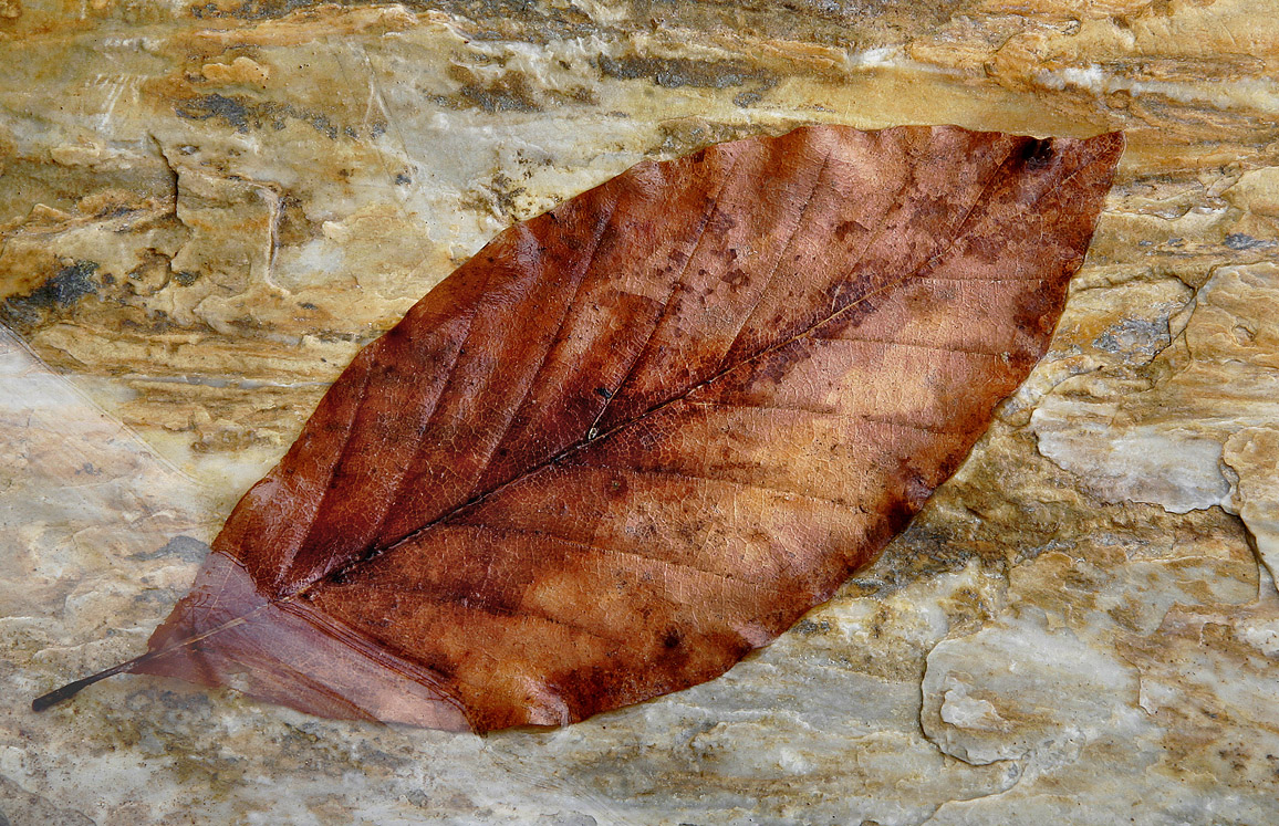 Fallen Leaf