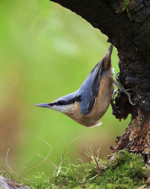 Nuthatch