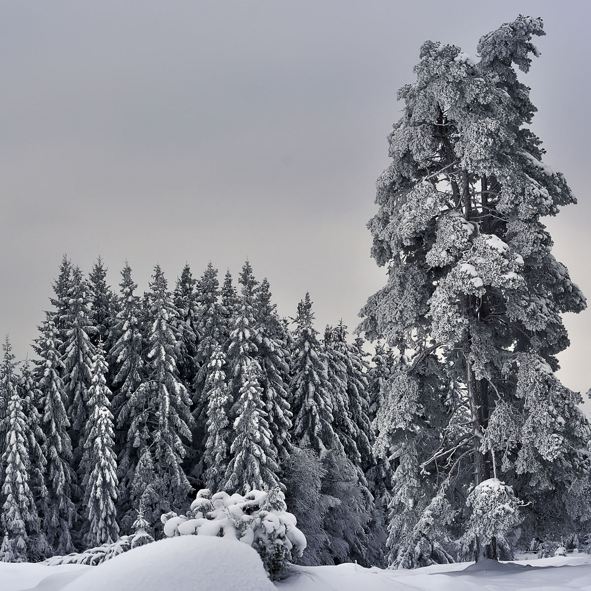 Winter at Hunneberg