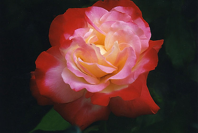 Luminous Rose