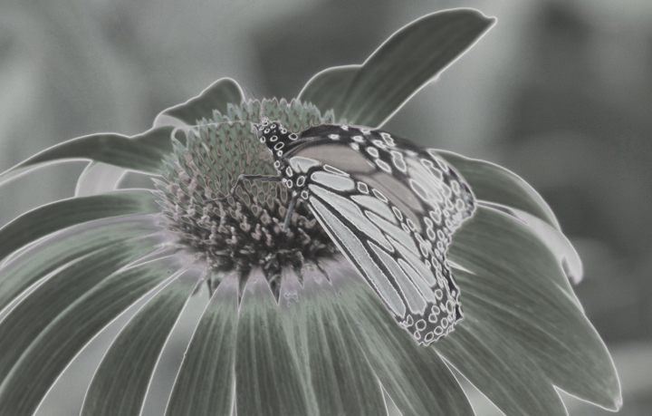 Flora challenge